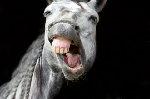 Funny Animals Stock Photos