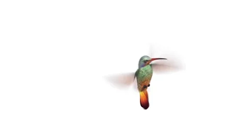 Funny animations with humming bird chef, doctor and worker Video stock 70386338