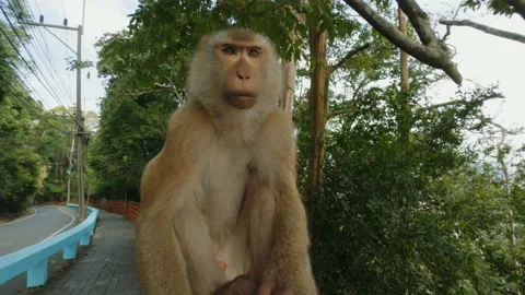 Funny ape Touch, lick and bit the camera, Monkey Hill Park, Phuket Thailand Stock-Footage 173593616