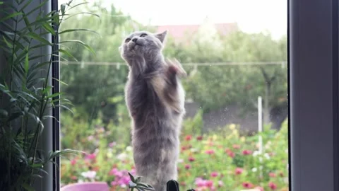 A funny ash grey cat scratches its paws at window Stock Footage 160904571