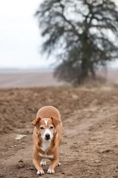 Funny attacking dog Stock Photos