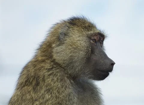 The funny baboon is looking on something Foto stock