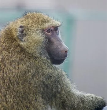 Funny baboon turns back Stock Photos