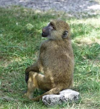 The funny baboon's close-up Foto stock