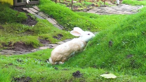 Funny baby bunny easter rabbits Stock Footage 288567141