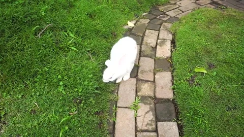 Funny baby bunny easter rabbits Stock Footage 288567147