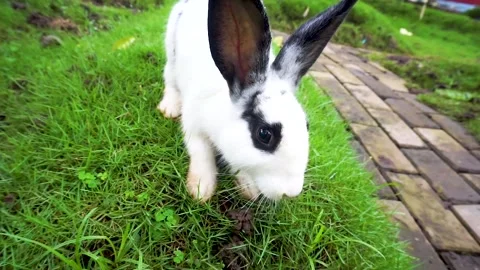 Funny baby bunny easter rabbits Stock Footage 288567162