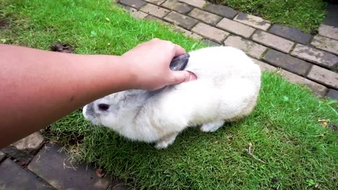 Funny baby bunny easter rabbits Stock Footage 288567296