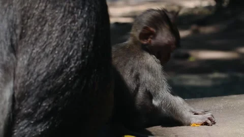 Funny baby monkey at the monkey temple in Ubud, Bali Stock Footage 254343509