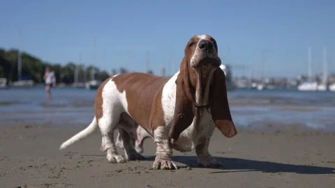 Funny Barking Dog Stock Footage 72002122