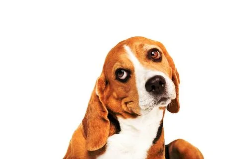 Funny beagle dog Stock Photos