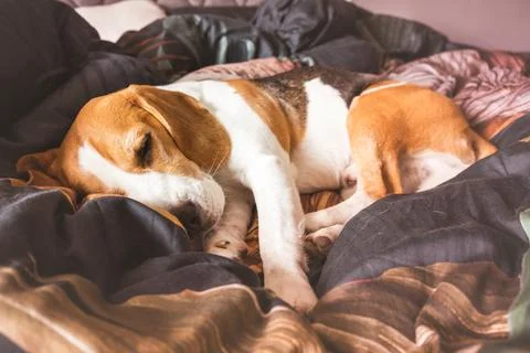 Funny Beagle dog tired sleeps on a cozy bed Stock Photos