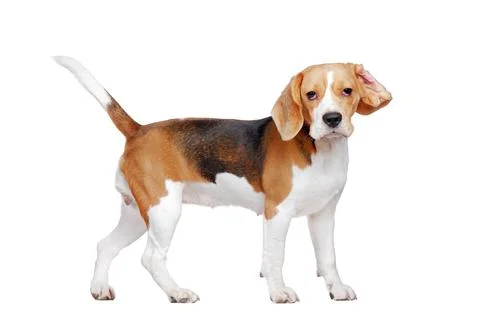 Funny beagle with a ear folded back looking into camera Stock Photos