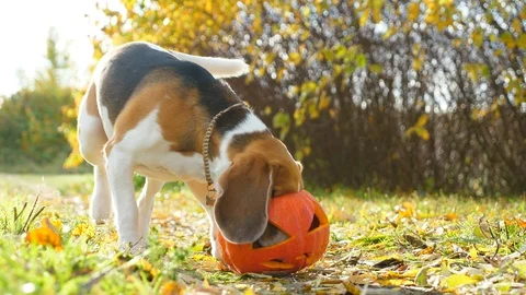 Funny beagle put head into empty pumpkin, searching for hidden snack Stock Footage 118151203