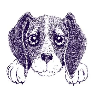 Funny beagle. Sketch vector illustration of puppy Stock Illustration