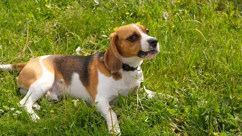 Funny beagle waving head and ears Stock Footage 91446884