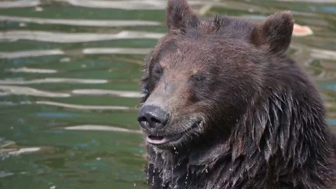 Funny bear looking at the sides sitting in the water, slow motion Stock Footage 79535516