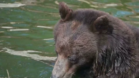 Funny bear lowers its muzzle under water, slow motion Stock-Footage 79535739