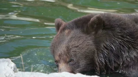 Funny bear scratches his head with his paw, slow motion Stock Footage 79535756
