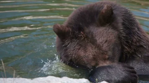 Funny bear sitting in the water it itches, slow motion Video stock 79535364