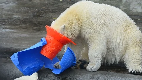 Funny bear with two toys Stock Footage 91697947