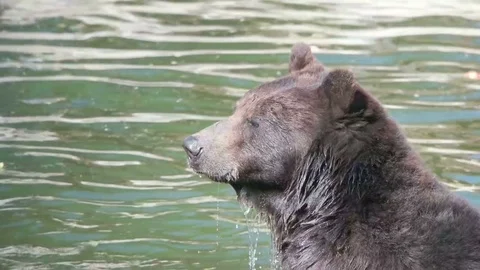 Funny bear in the water, slow motion Video stock 79535318