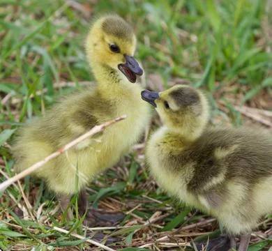 Funny beautiful isolated image with a pair of cute chicks of the Canada geese Stock Photos