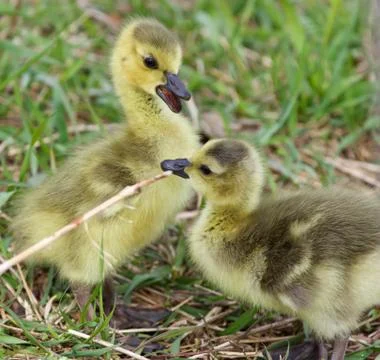 Funny beautiful isolated image with two cute chicks Stock Photos