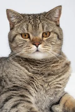 Funny beautiful scottish cat close-up portrait looking at camera on grey Stock Photos