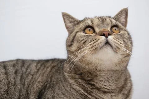 Funny beautiful scottish cat close-up portrait looking at camera on grey Stock Photos