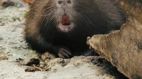 Funny beaver chews Stock Footage 95684678