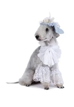 Funny Bedlington Terrier dog dressed in a frill and hat sitting in the studio Фото