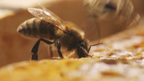 Funny bee with a striped body and see-through wings filling wax cells with honey Stock Footage 99251853