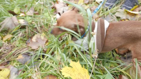 Funny beige puppy chewing on the grass Vidéo 56863989