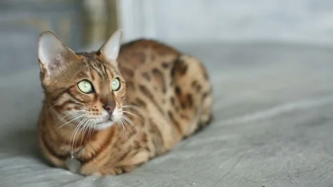Funny Bengal Cat Lying Stock Footage 75071271