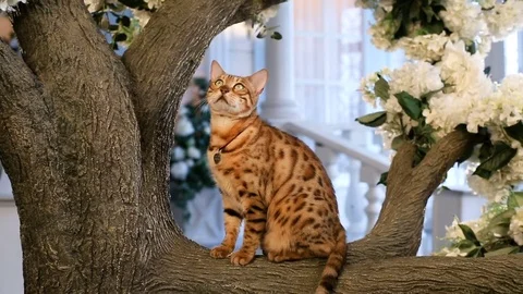 Funny Bengal Cat Resting On Tree Stock Footage 75238569
