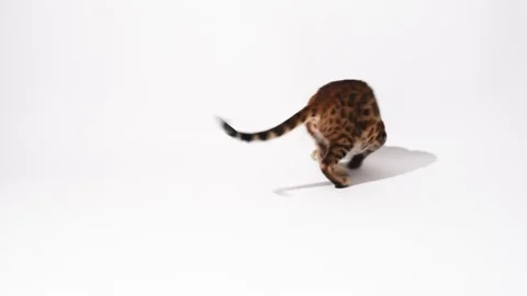 Funny bengal kitten plays on white background,video Stock Footage 235943857