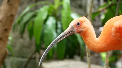 Funny big-beak orange bird Stock Footage 282546389