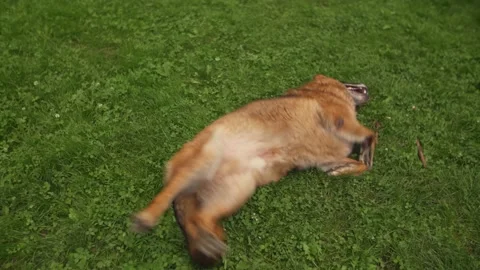 Funny big dog having fun, playing at nature. Comedian pet. German Shepherd breed Stock Footage 142538571