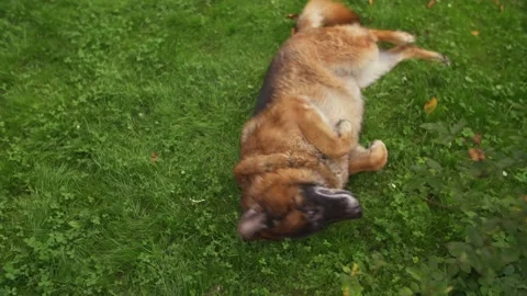 Funny big dog having fun, playing at nature. Comedian pet. German Shepherd breed Stock Footage 142683217