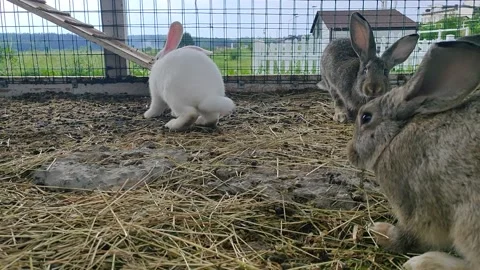 Funny big-eared rabbits Stock Footage 156387365