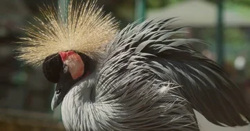 Funny bird 4k Video stock 85736916