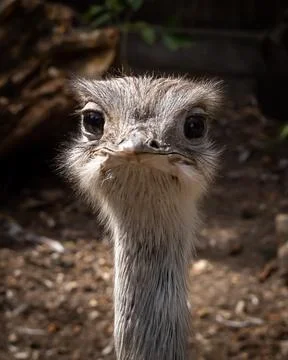 Funny bird face. Stock Photos