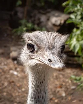 Funny bird face. Stock Photos