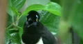 Funny bird! 'Plush crested jay'... HD Footage