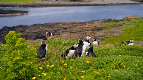 Funny birds in the grass Stock Footage 87810127