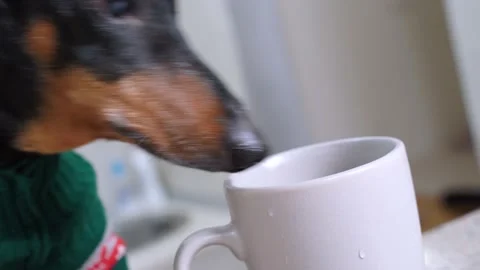 Funny black and tan dachshund wearing green knitted pullover drinks water fro Stock Footage 135381453