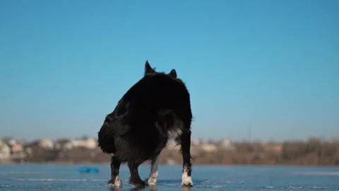 Funny black and white Border Collie poses on ice in winter, playful and Stock Footage 304618804