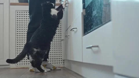 Funny black and white cat standing on hind legs begging for food in kitchen Stock Footage 333130671