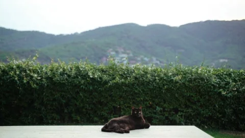 Funny black cat and a man in black hat chilling on the terrace with a beautiful Stock Footage 159281104
